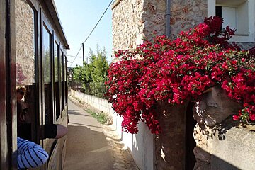 A person looking out of a train window with red flowers in the background