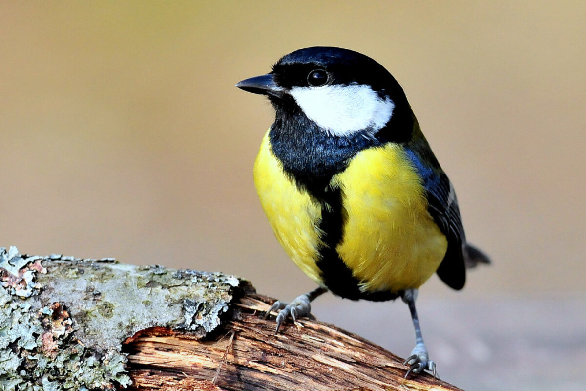 A black and yellow bird perched on a log