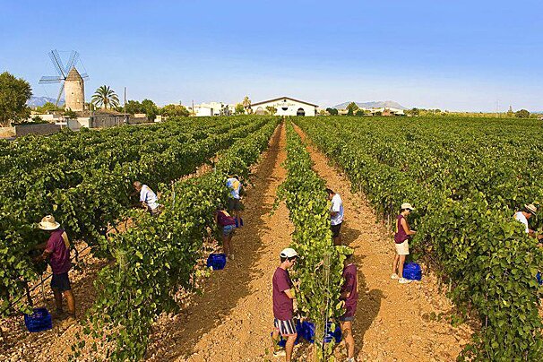 Let the winemaking commence