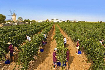 Let the winemaking commence