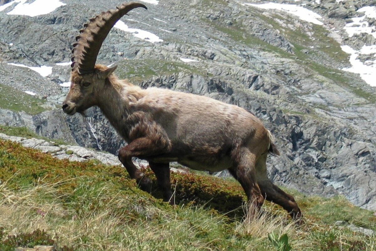 Maison du Bouquetin, Allemont