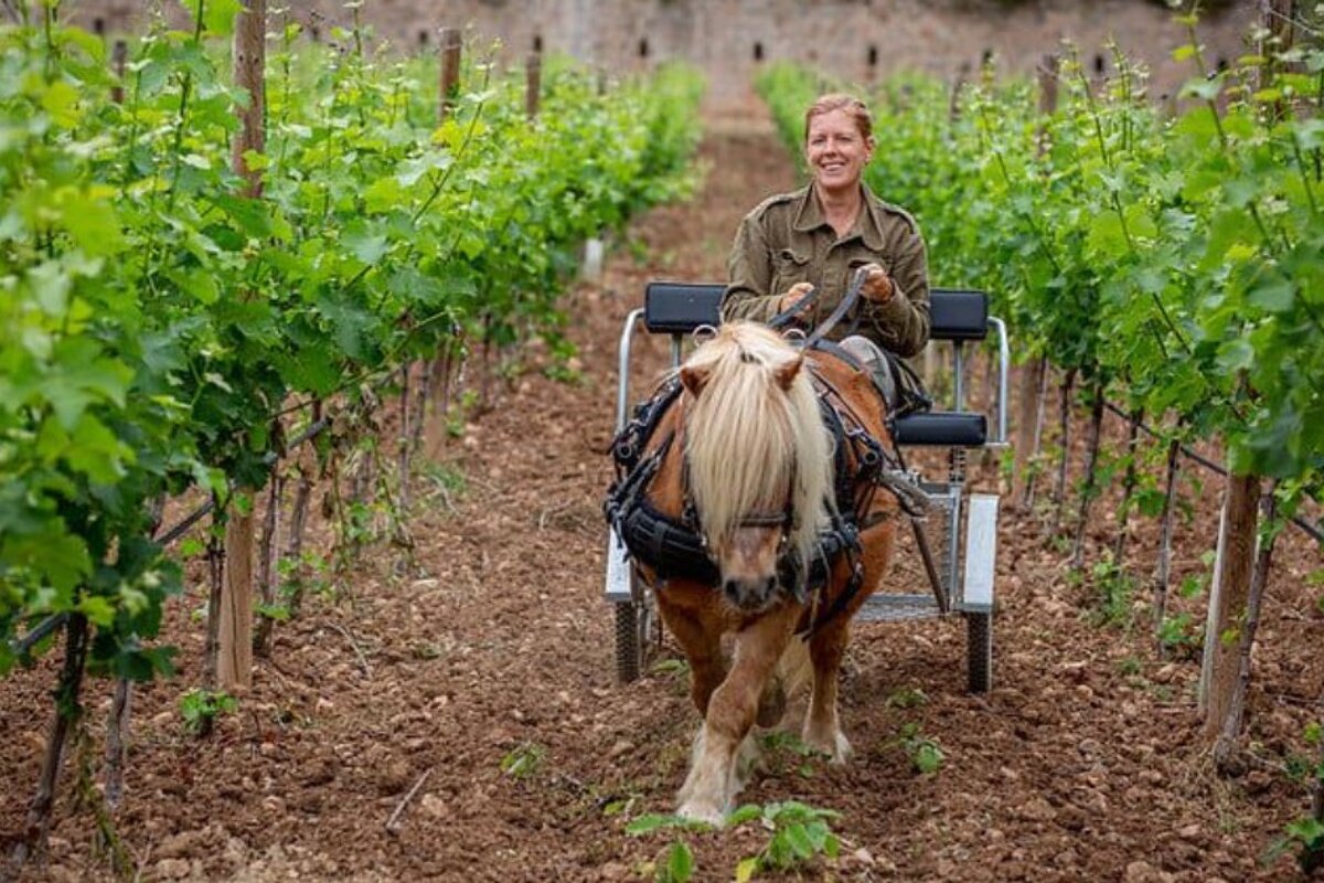 Ses Rotes Vineyard
