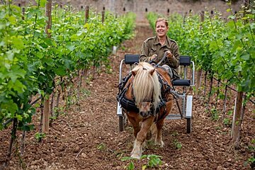 Ses Rotes Vineyard