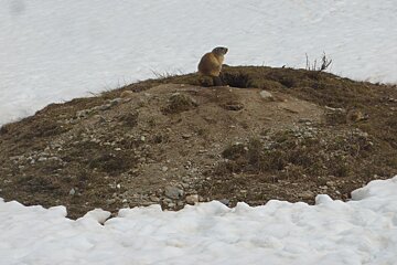 a marmotte on a pile of mud