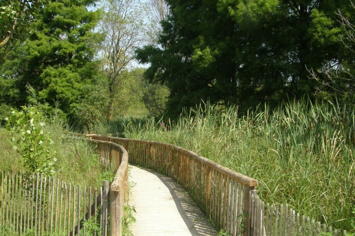 A wooden walkway is surrounded by tall grass and trees