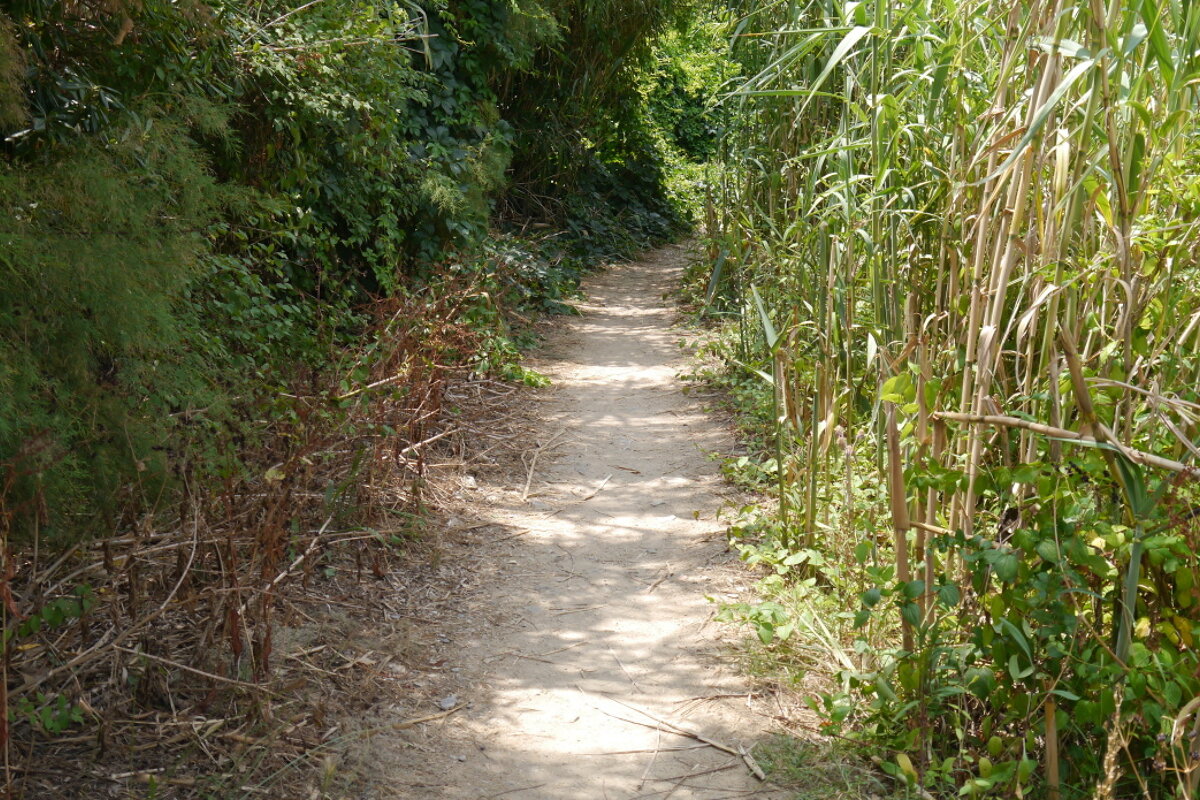 a path through some bush in st tropez