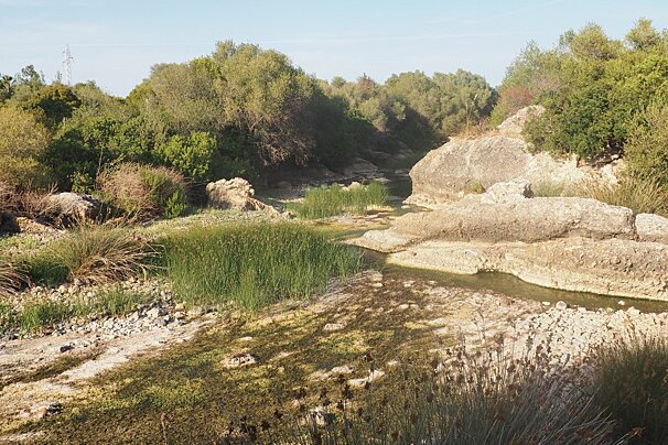 streams in a wetland area in north mallorca