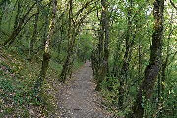 a tree lined path the forest at Autoire