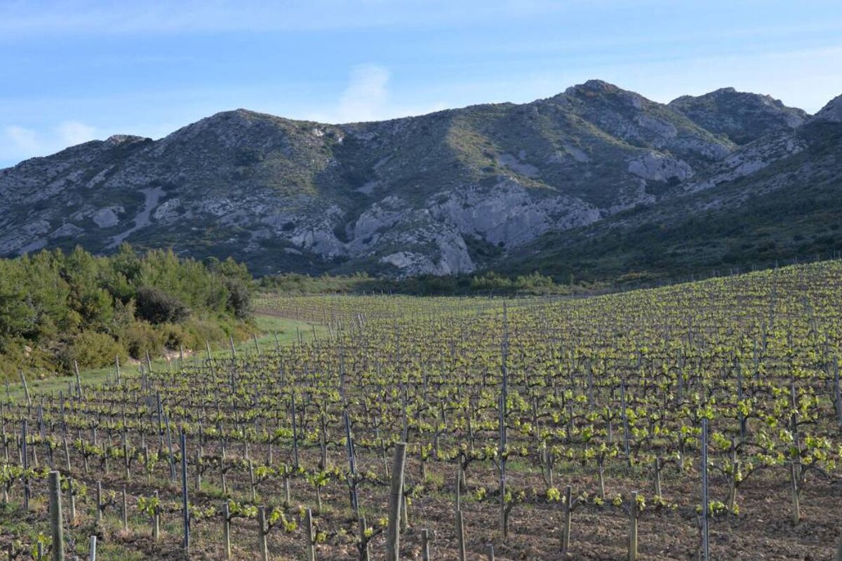 Mas de la Dame Vineyard, Les Baux