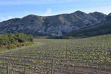 Mas de la Dame Vineyard, Les Baux