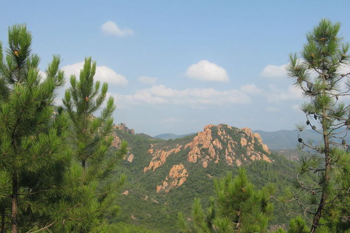 A view of a mountain range with pine trees in the foreground
