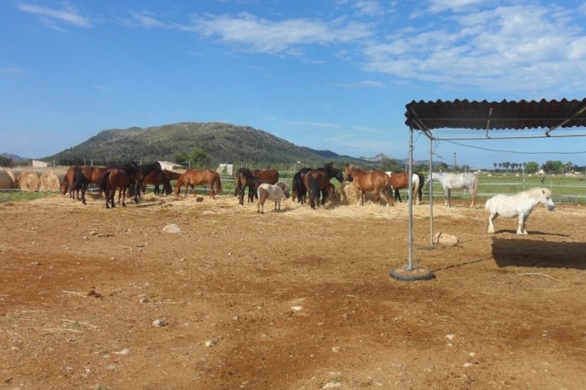a group of horses at a stable in Mallorca