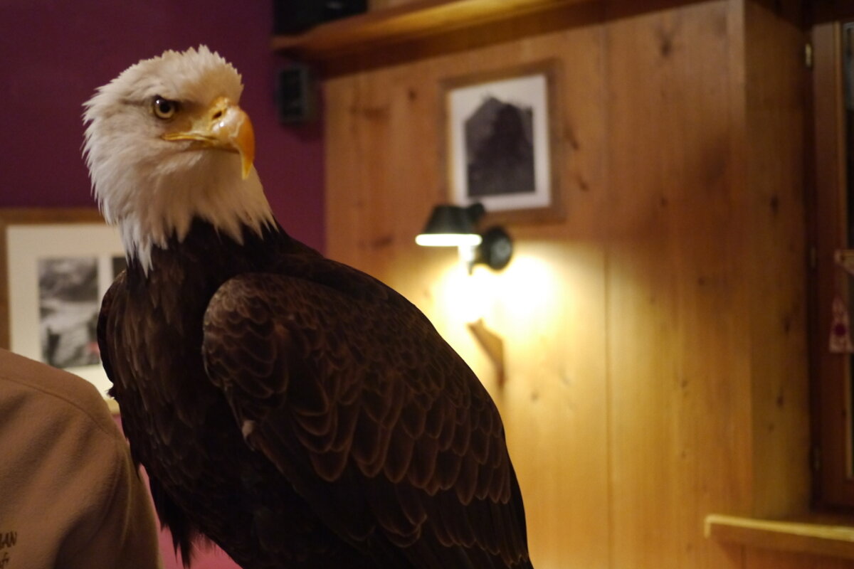 bird of prey show