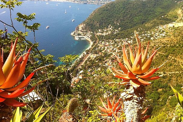 some pretty cactus flowers overlooking the sea