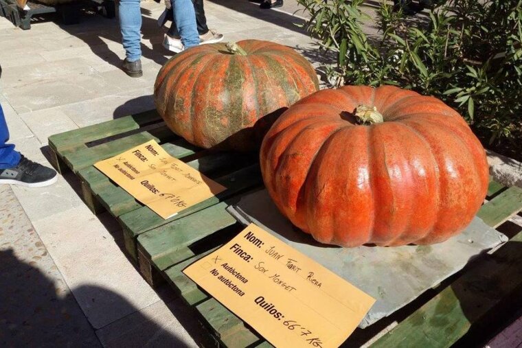 What's On in Mallorca November 2018