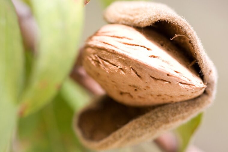 an almond still on the tree in Mallorca