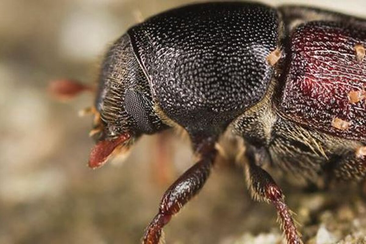 Bark Beetles Cause a Number of Chamonix Walking Trails to Close
