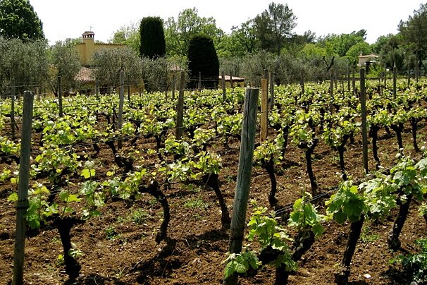 Domaine Saint Joseph Vineyard, Tourettes-sur-Loup