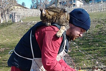 cat on a mans back in a vineyard
