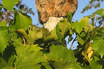 cat paws and vines