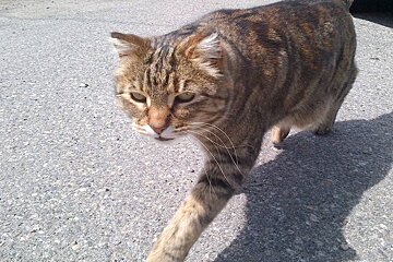 cat walking across a road