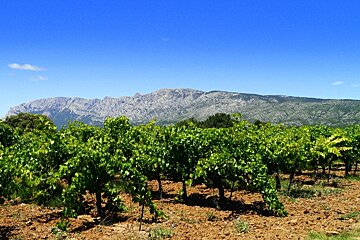 Mont Sainte-Victoire Vinyards