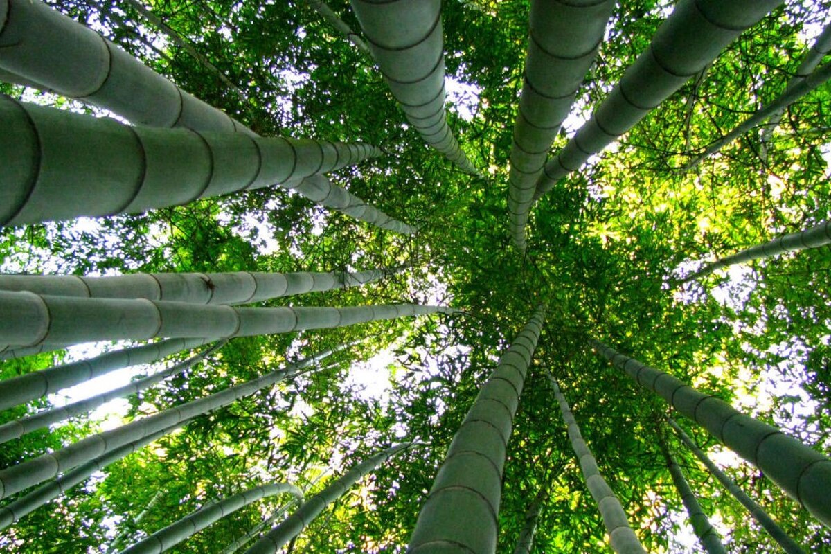 Les Bambous de Planbuisson, Le Buisson de Cadouin