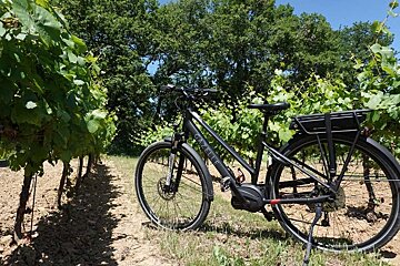 A gazelle bicycle is parked in a vineyard
