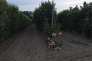 orchards in provence