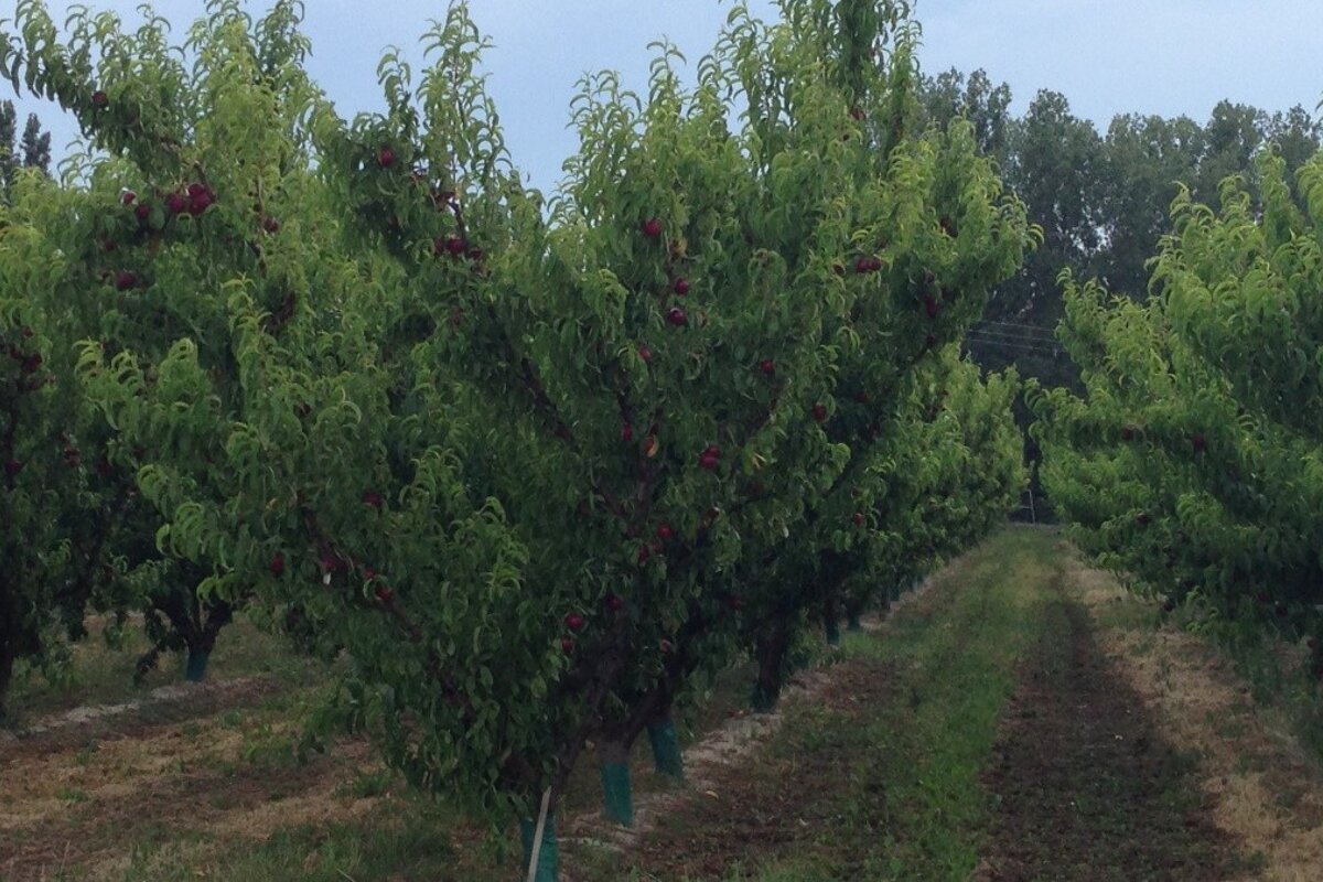 fruit trees near avignon