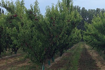 fruit trees near avignon