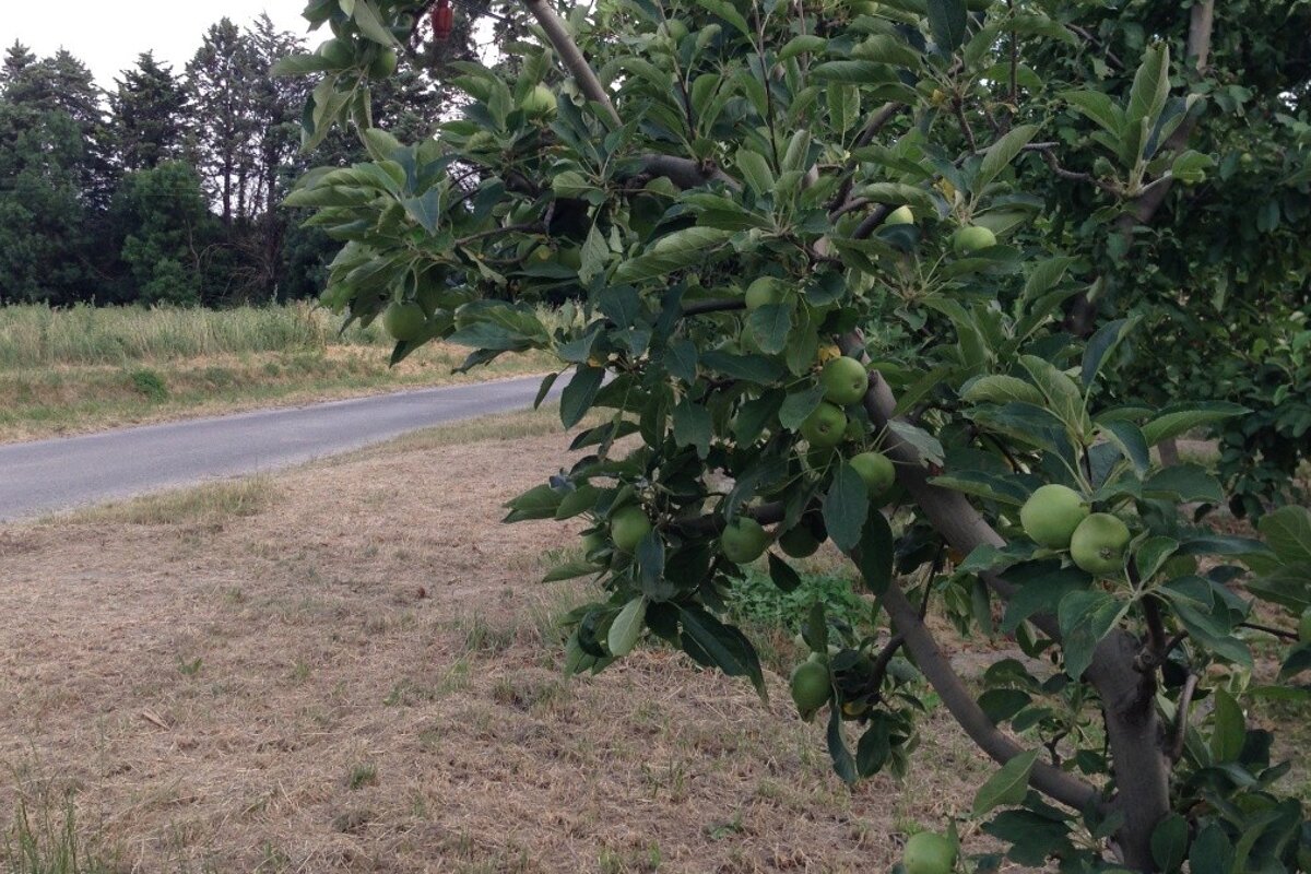 apples on the tree in provence