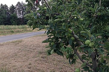 apples on the tree in provence