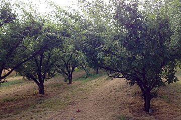 orchards in provence