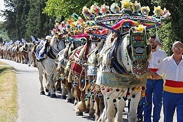 draft horses in bright colours