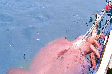 a fisherman trying to haul in a giant suqid from the water