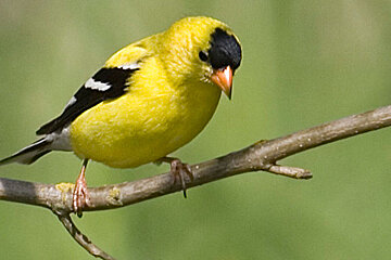 A yellow and black bird perched on a tree branch