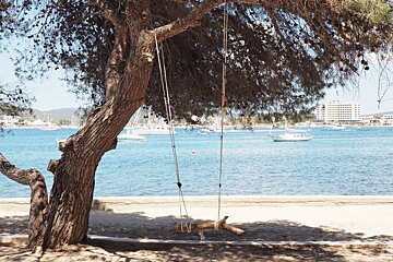 a tree 7 rope swing on a beach in ibiza