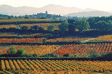 vineyards turning to autumn colours