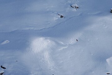 a chamoix deer in the snow