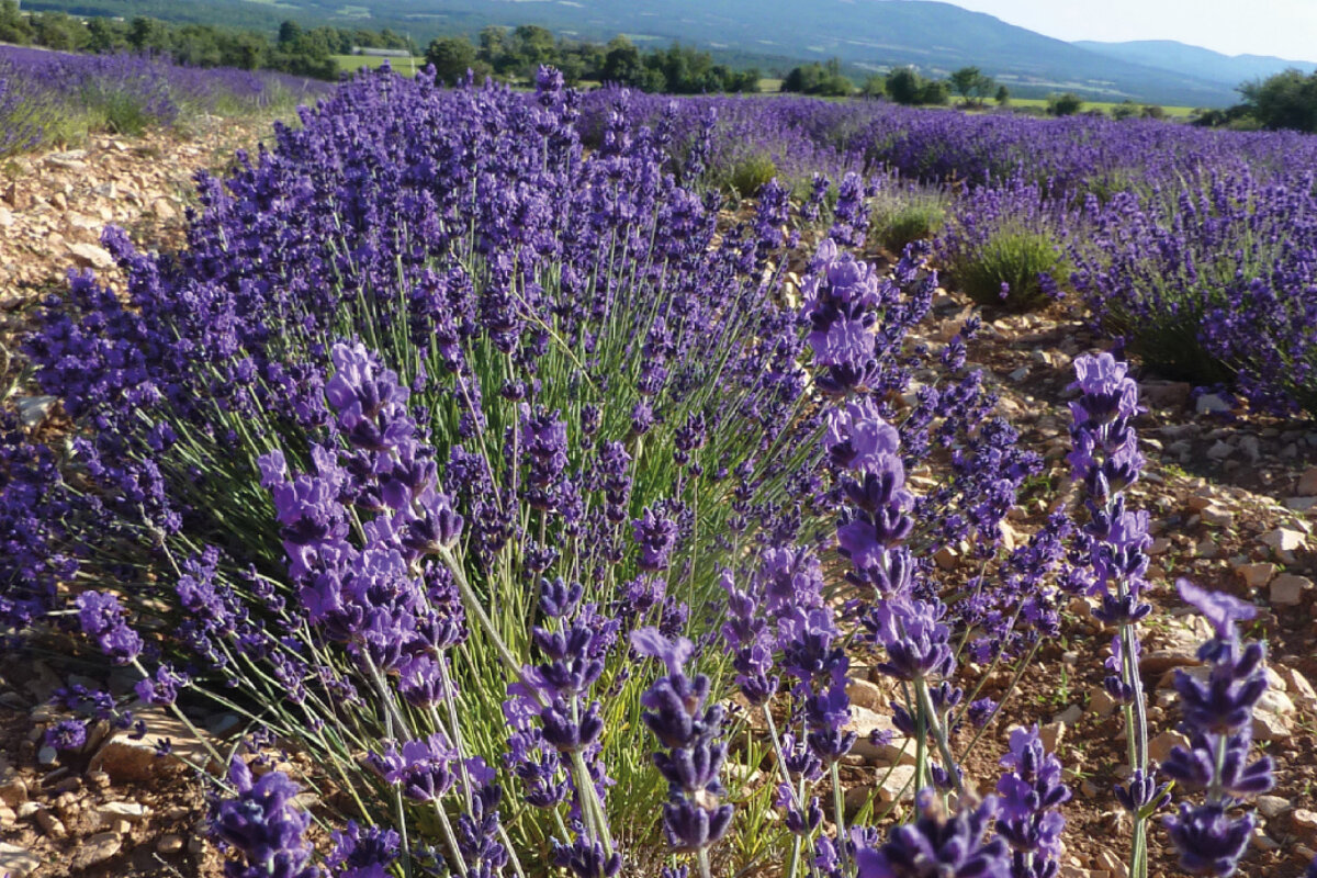 Aroma Plantes lavender farm & distillery, Sault