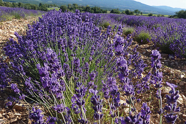 Aroma Plantes lavender farm & distillery, Sault