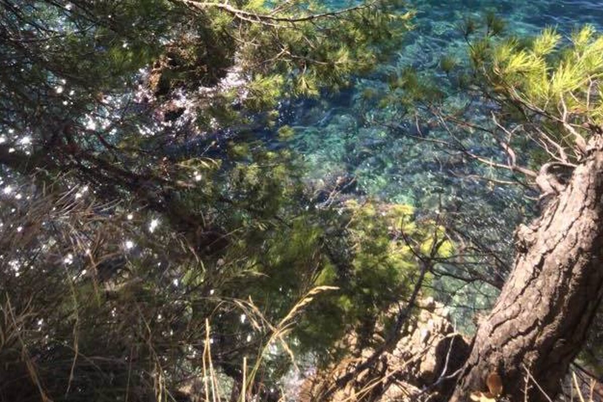 A view of the ocean through the trees on a sunny day
