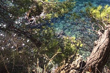 A view of the ocean through the trees on a sunny day