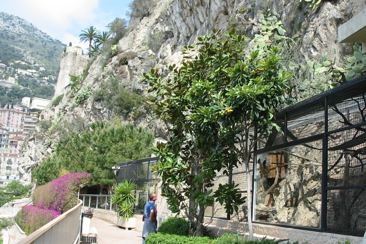A man stands in front of a fence with a mountain in the background