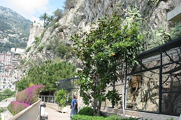 A man stands in front of a fence with a mountain in the background