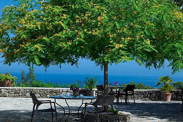 A table and chairs under a tree overlooking the ocean