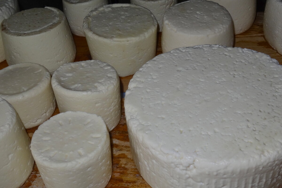 sheep and goats cheese