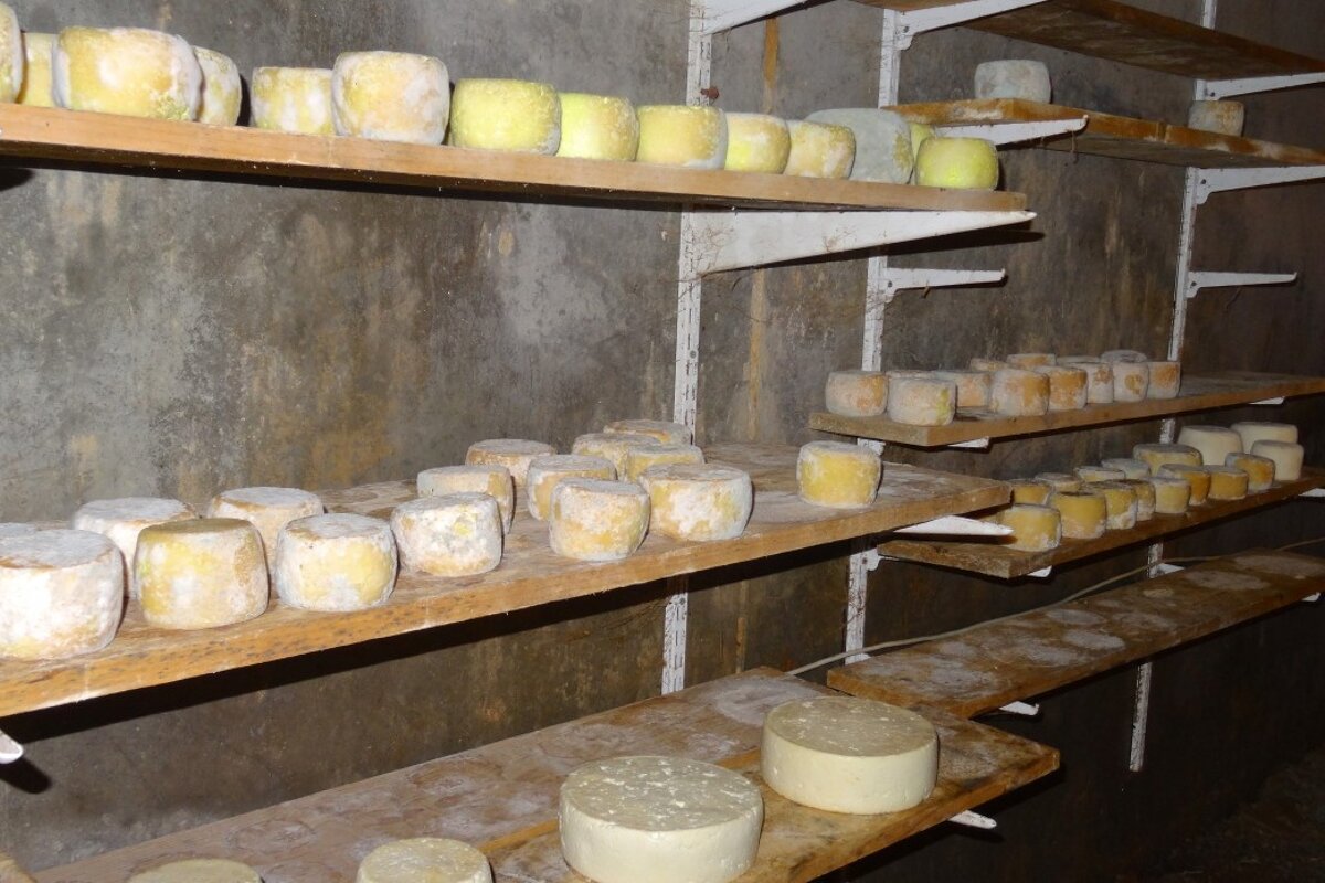 cheese on shelves at a sheep farm