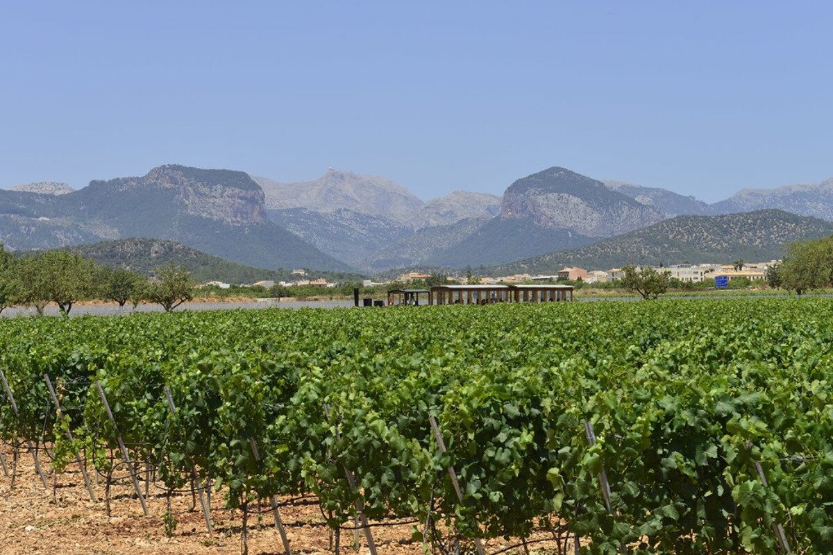 About Wine Producing Areas in Mallorca